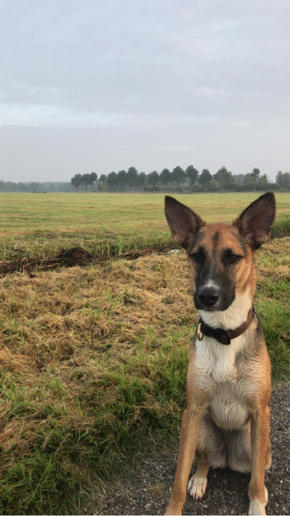 Recensies - hond valt uit aan de lijn