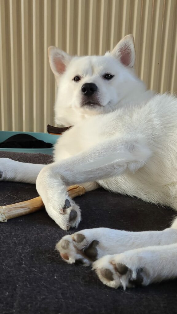 Recensies - hond valt uit