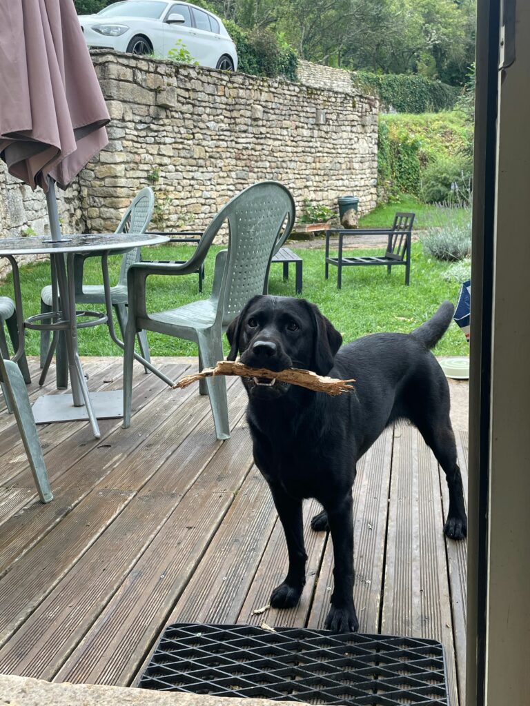 Recensies - hond trekken aan de lijn