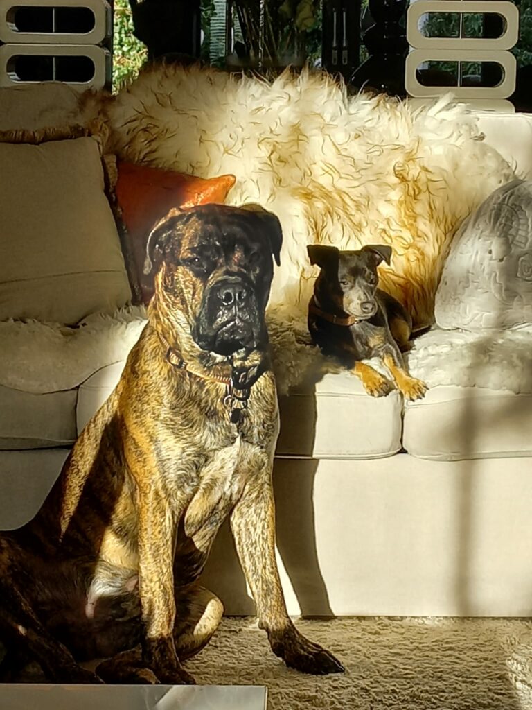 Recensies - grenzen aangeven hond