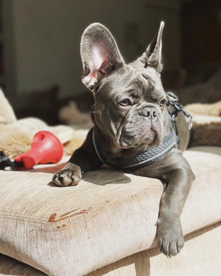 Recensies - uitvallen naar mensen en andere honden
