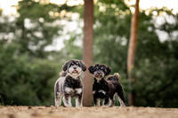 Recensies - uitvallen naar andere honden