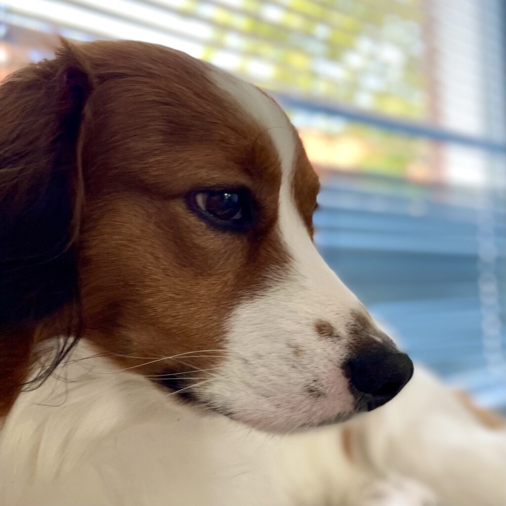 Foto van hond Finn bij de recensie van baasjes Jurgen en Saskia