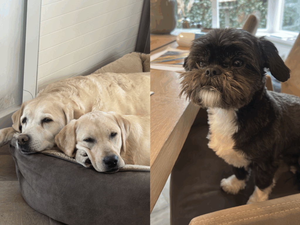 Foto van honden Bowie, Lou en Nova
